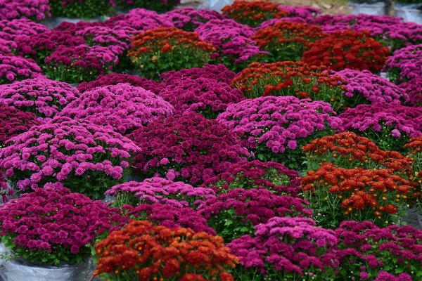 Tondeuse robot : 5 astuces pour un entretien optimal