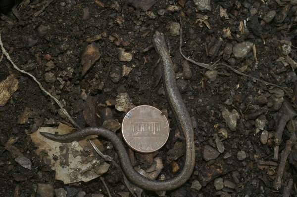 Quels sont les avantages d'un sol en vinyle par rapport au carrelage ?